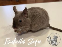 Isabella-Sofie